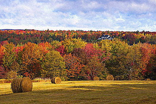 早,秋天,牧草场,东方镇,西部,魁北克,加拿大,北美