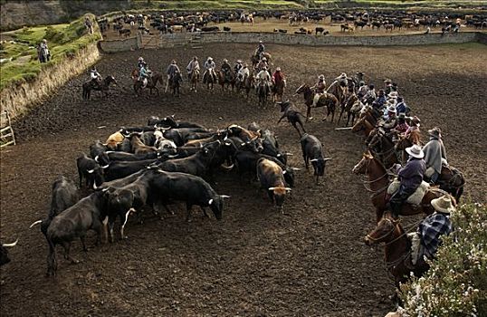家牛,牛仔,庄园,牛,圈拢,安迪斯山脉,厄瓜多尔,南美
