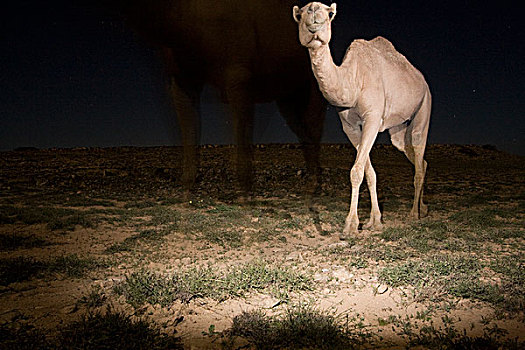 单峰骆驼,骆驼,高原,夜晚,保护区,也门