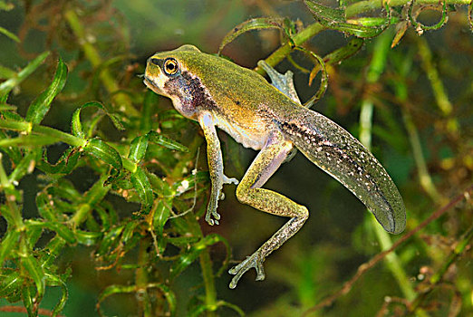 欧洲树蛙,无斑雨蛙,蝌蚪,展示,腿,尾部,瑞士