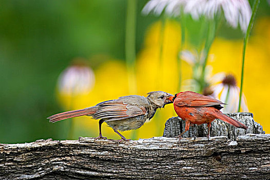 主红雀,雄性,栅栏,靠近,花园,伊利诺斯,美国