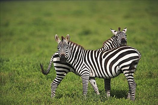 白氏斑马,斑马,一对,塞伦盖蒂国家公园,坦桑尼亚