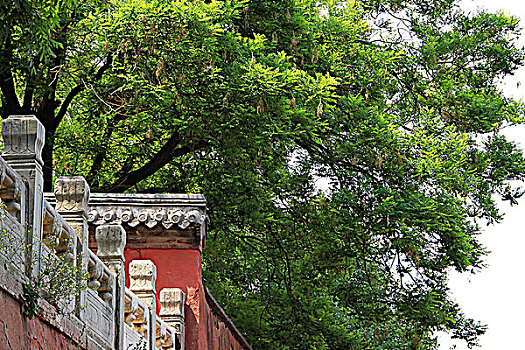 北京戒台寺红墙绿树