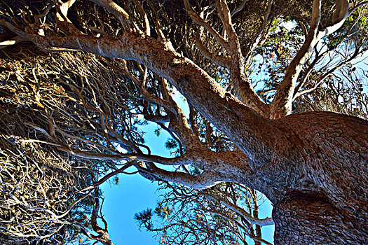 老,松树,花冈岩,岛屿,港口,南澳大利亚州,澳大利亚