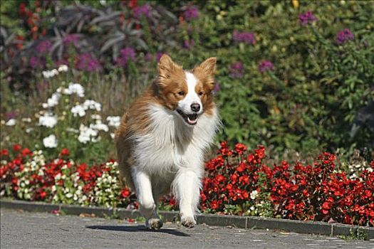 博德牧羊犬,跑,公路