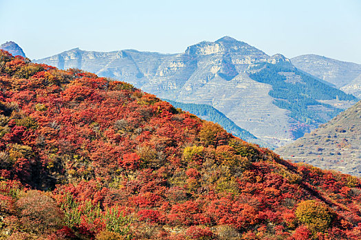 北方秋天漫山红遍的山坡,山东省青州市天赐山