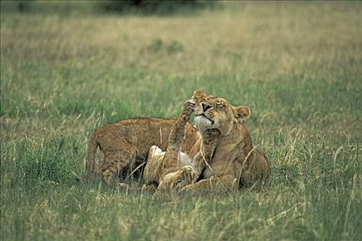 雌狮,狮子,玩,幼兽,马赛马拉,自然保护区,肯尼亚