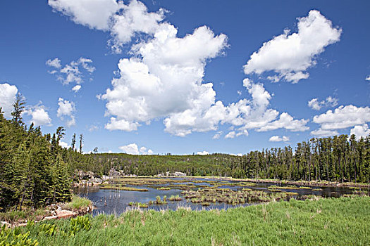 湿地,水塘,树林,安大略省,加拿大