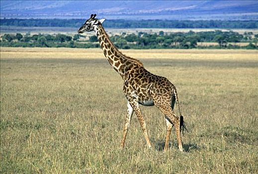 长颈鹿,马赛马拉国家公园,肯尼亚