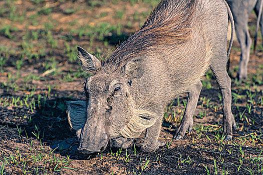 博茨瓦纳,奥卡万戈三角洲,普通,疣猪,跪着,放牧