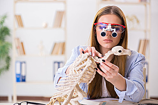 学生,检查,动物骨骼,教室
