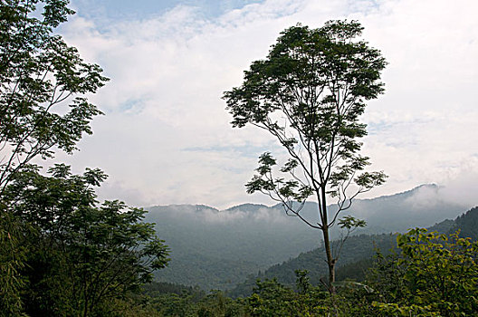 树,山脉,背景,三岛山国家公园,越南