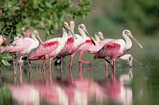 粉红琵鹭,成群,涉水,水塘,德克萨斯,海岸,靠近,加尔维斯顿