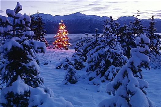圣诞树,照亮,树林,阿拉斯加,冬天