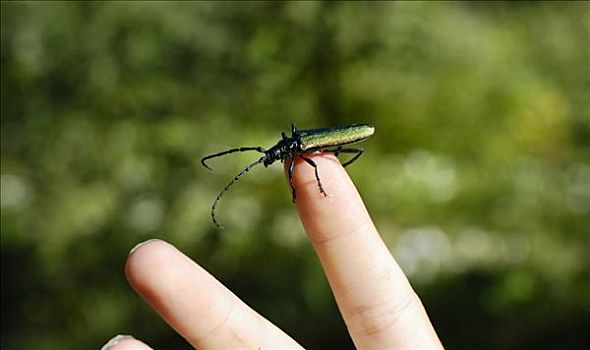 美好,甲虫,爬行,手指