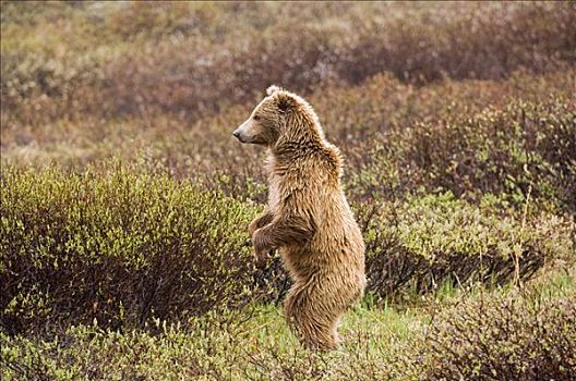 棕熊,德纳里峰国家公园,阿拉斯加,美国,北美