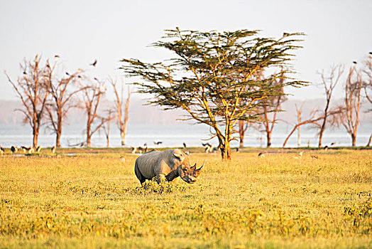 白犀牛,放牧,大草原,纳库鲁湖国家公园,肯尼亚