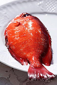 铜盆鱼,红海