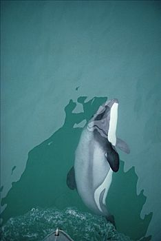 海豚,船首,研究,船,班克斯半岛,新西兰
