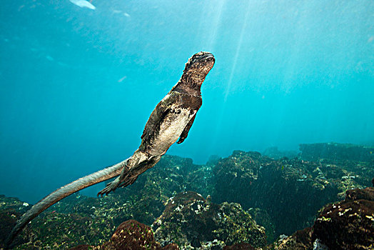 海鬣蜥,进食,海上,费尔南迪纳岛,加拉帕戈斯,厄瓜多尔
