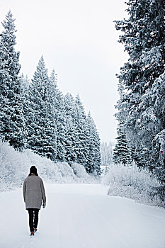 女人,走,雪中,松树,树林