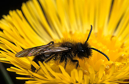 蜜蜂,授粉,花,欧洲