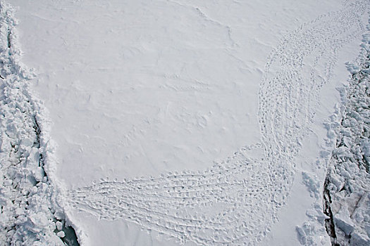 阿德利企鹅,脚印,海冰,南极