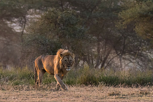 雄性,狮子,恩戈罗恩戈罗,保护区,塞伦盖蒂,坦桑尼亚