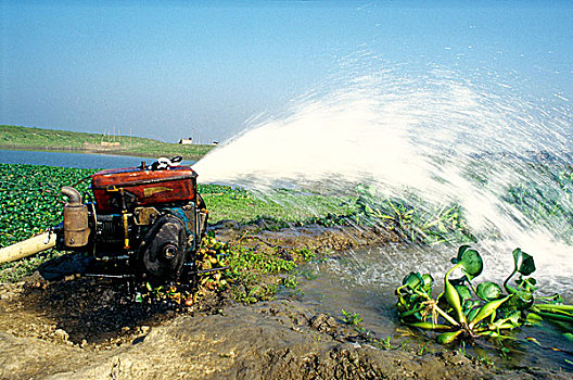 灌溉,泵,农业,孟加拉