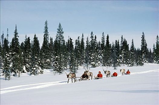 芬兰,拉普兰,雪橇,风景,冬天