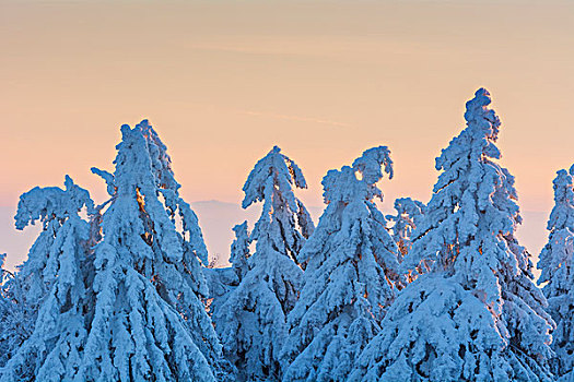 积雪,针叶树,树,黎明,冬天,格罗塞尔,法兰克福,黑森州,德国