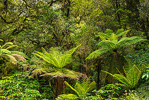 新西兰,雨林,桫椤,峡湾国家公园,南部地区,大洋洲