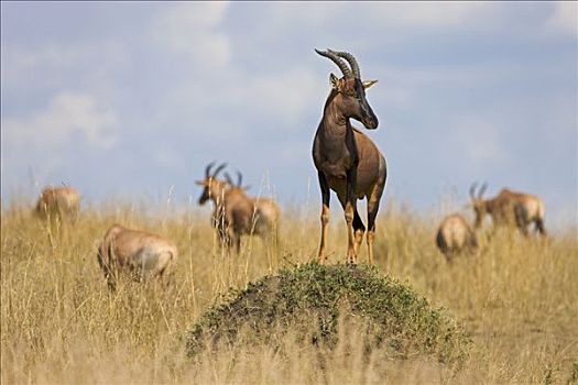 转角牛羚,牧群,守卫,站立,蚁丘,马赛马拉国家保护区,肯尼亚