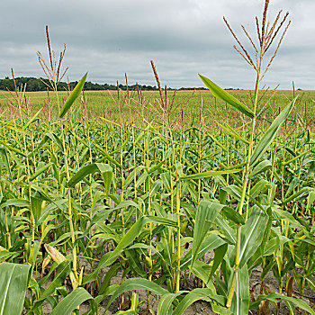 玉米田,魁北克,加拿大