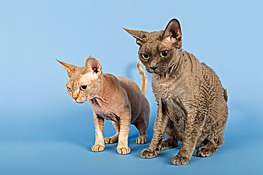 两个,德文雷克斯猫,猫,2岁,巧克力,斑猫,3岁,蓝色
