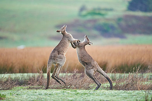 大灰袋鼠,灰袋鼠,雄性,争斗,草地,奥特韦国家公园,维多利亚,澳大利亚,大洋洲