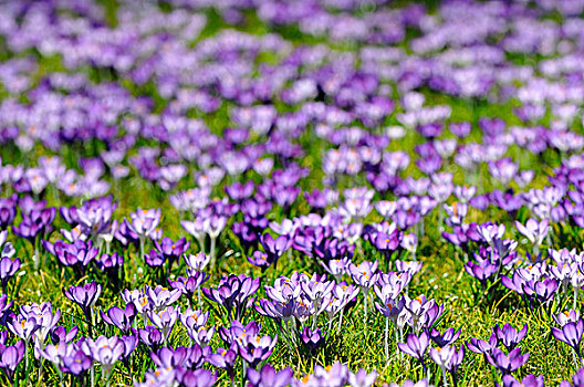 紫色,藏红花,盛开,草地,北莱茵威斯特伐利亚,德国,欧洲