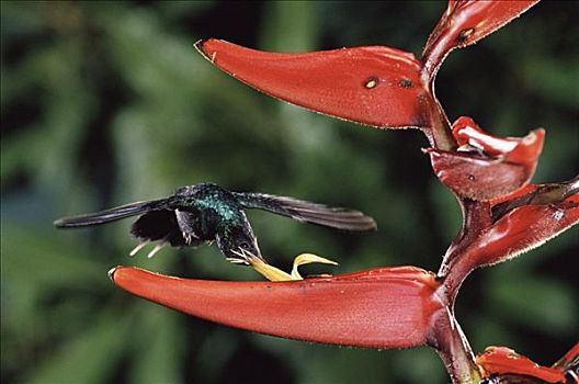 蜂鸟,进食,授粉,海里康属植物,香蕉科,花,雾林,哥斯达黎加