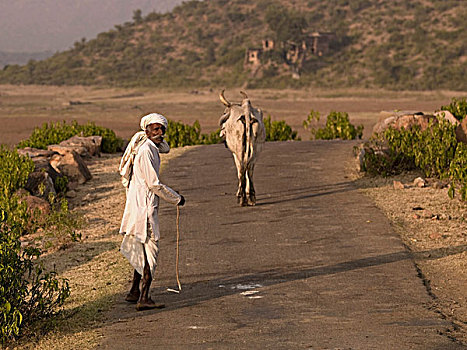 长者,走,乡村道路,后面,神圣,母牛,山,拉贾斯坦邦,印度
