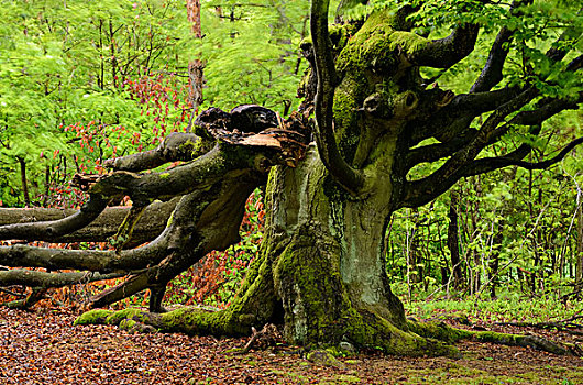 老,山毛榉树,国家公园,黑森州,德国,欧洲