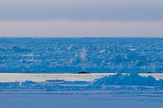 楚科奇海,岸边,手推车,阿拉斯加,弓头鲸,成年,领着,浮冰,夜晚