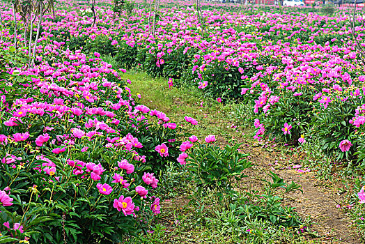 芍药花园