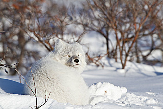北极狐,雪中,冬天,丘吉尔市,野生动物,管理,区域,曼尼托巴,加拿大