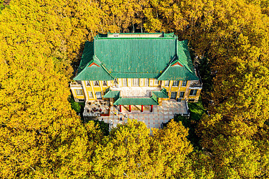 航拍南京钟山风景名胜区美龄宫法国梧桐树茂密