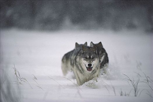大灰狼,狼,三个,大雪,明尼苏达