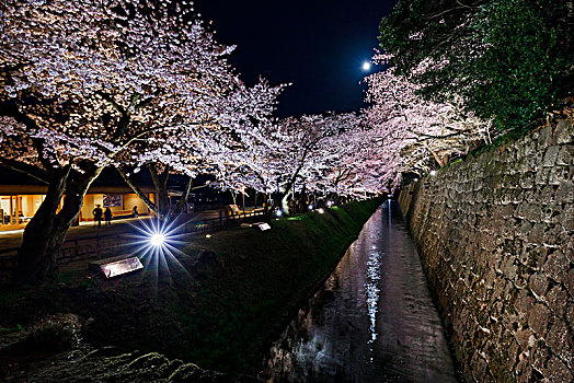 光亮,樱花,夜晚,金泽,城堡,石川,日本