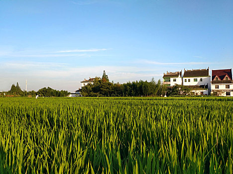 田园乡村,蓝天乡野