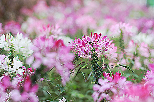 醉蝶花,蜘蛛花,凤蝶草,紫龙须,西洋白花菜,10