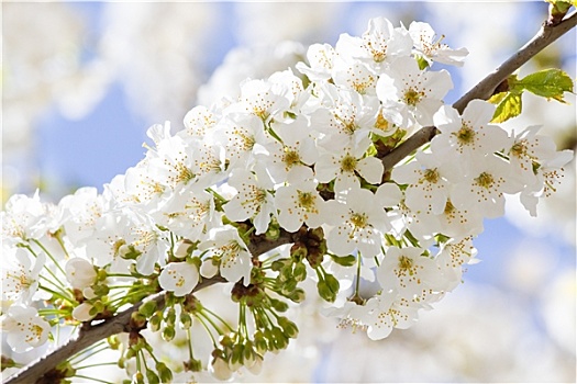枝条,白色,樱花,春天