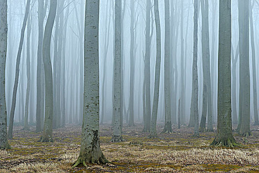 树,树林,雾,灵异,波美拉尼亚,梅克伦堡州,德国